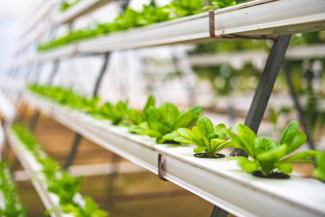 Indoor hydroponic farm showing farming technology innovations in crop production